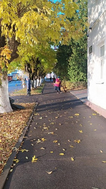 В Родниках высадили шаровидные туи в Летнем саду